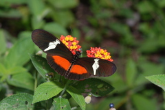 Heliconius clysonymus montanus