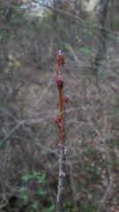 Pistacia terebinthus