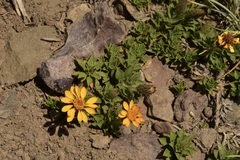 Haplopappus anthylloides