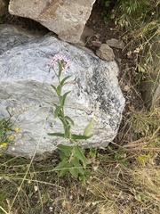 Oxypetalum solanoides