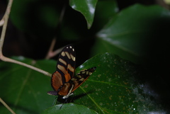 Ithomia heraldica