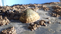 Cellana