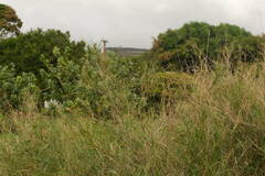 Panicum antidotale