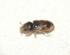 Heteroceridae