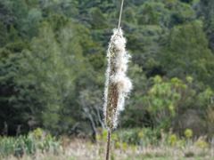 Typha orientalis