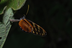 Ithomia heraldica