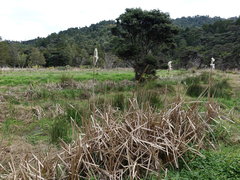 Typha orientalis
