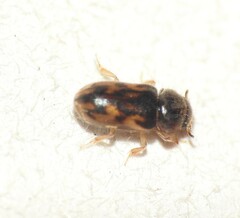 Heteroceridae