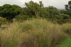 Panicum antidotale