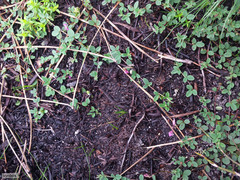 Indigofera sarmentosa