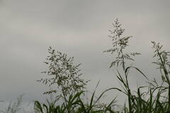 Panicum antidotale