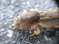 Gryllotalpidae