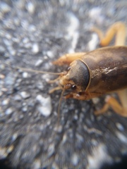 Gryllotalpidae