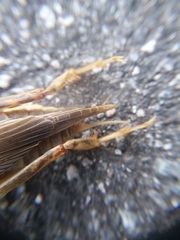 Gryllotalpidae