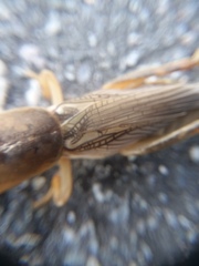Gryllotalpidae