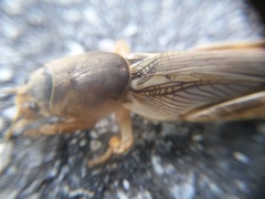 Gryllotalpidae