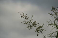 Panicum antidotale