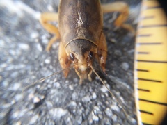 Gryllotalpidae