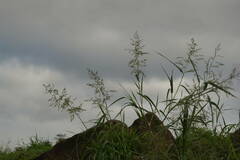 Panicum antidotale
