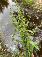 Rumex conglomeratus