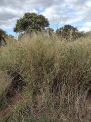 Panicum antidotale