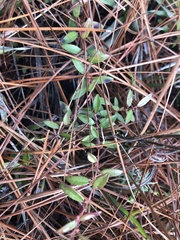 Vaccinium crassifolium