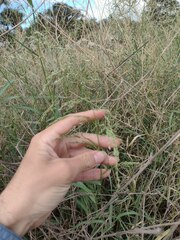 Panicum antidotale