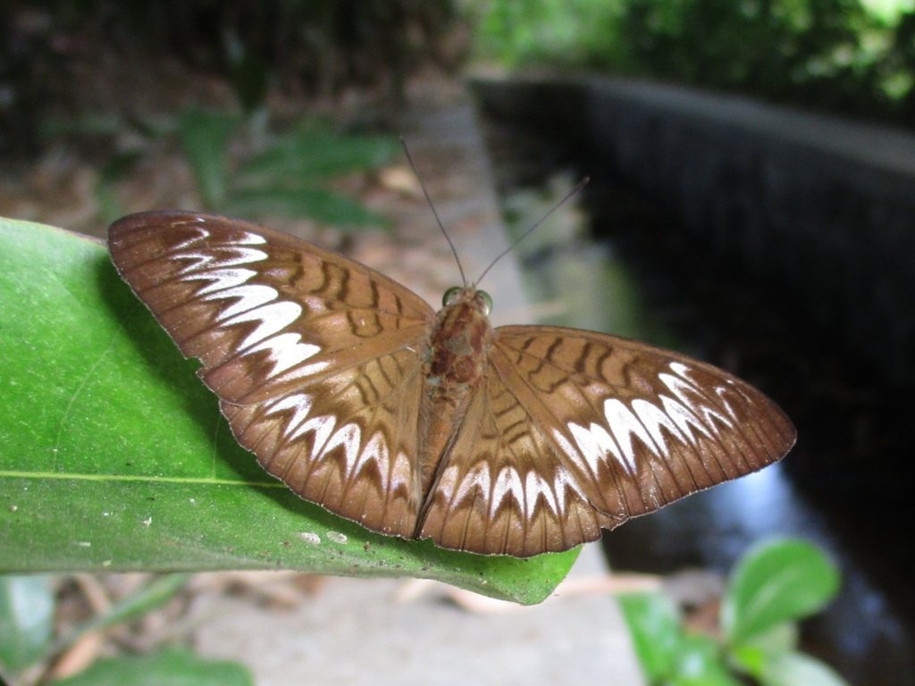 Long-lined Viscount