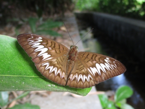 Tanaecia palguna