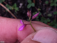 Indigofera sarmentosa