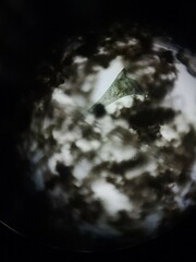 Stentor coeruleus