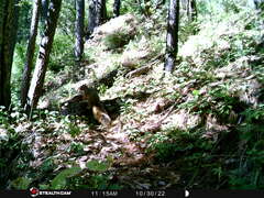 Sciurus nayaritensis