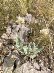Pfaffia gnaphalioides