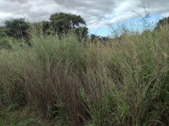 Panicum antidotale