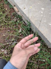 Digitaria bicornis