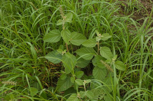 Waltheria indica observed 2022-12-30