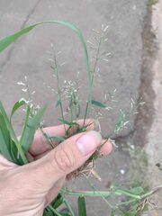 Eragrostis barrelieri