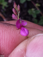Indigofera sarmentosa
