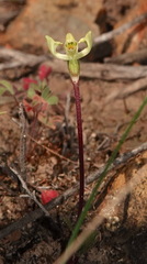 Disperis villosa