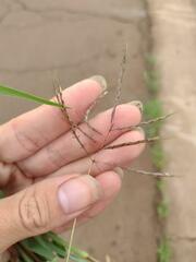 Dichanthium annulatum annulatum