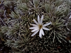 Celmisia sessiliflora