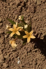 Collomia biflora