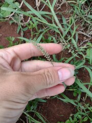 Tragus berteronianus