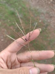 Bothriochloa bladhii