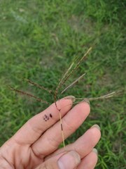 Dichanthium annulatum annulatum