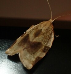 Choristoneura fractivittana