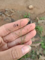 Eragrostis barrelieri