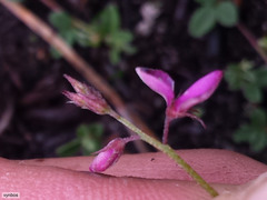 Indigofera sarmentosa