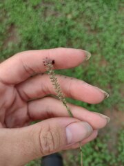 Tragus berteronianus