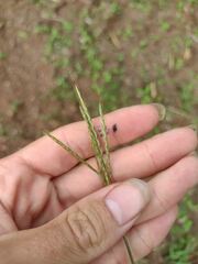 Bothriochloa pertusa